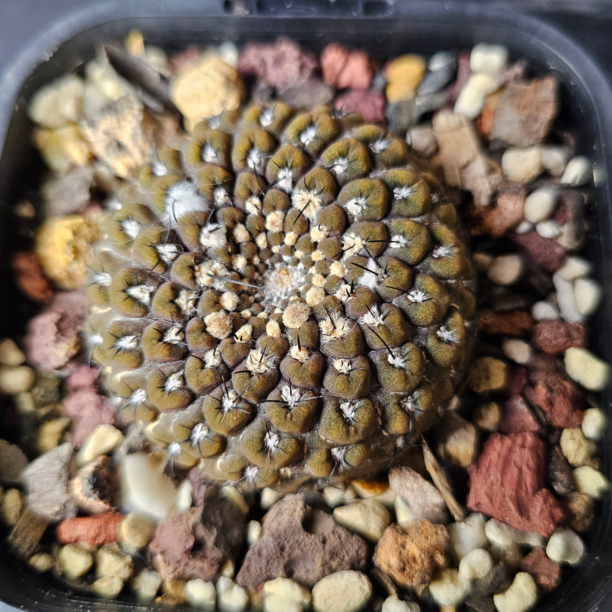 Thelocephala esmeraldana WM257