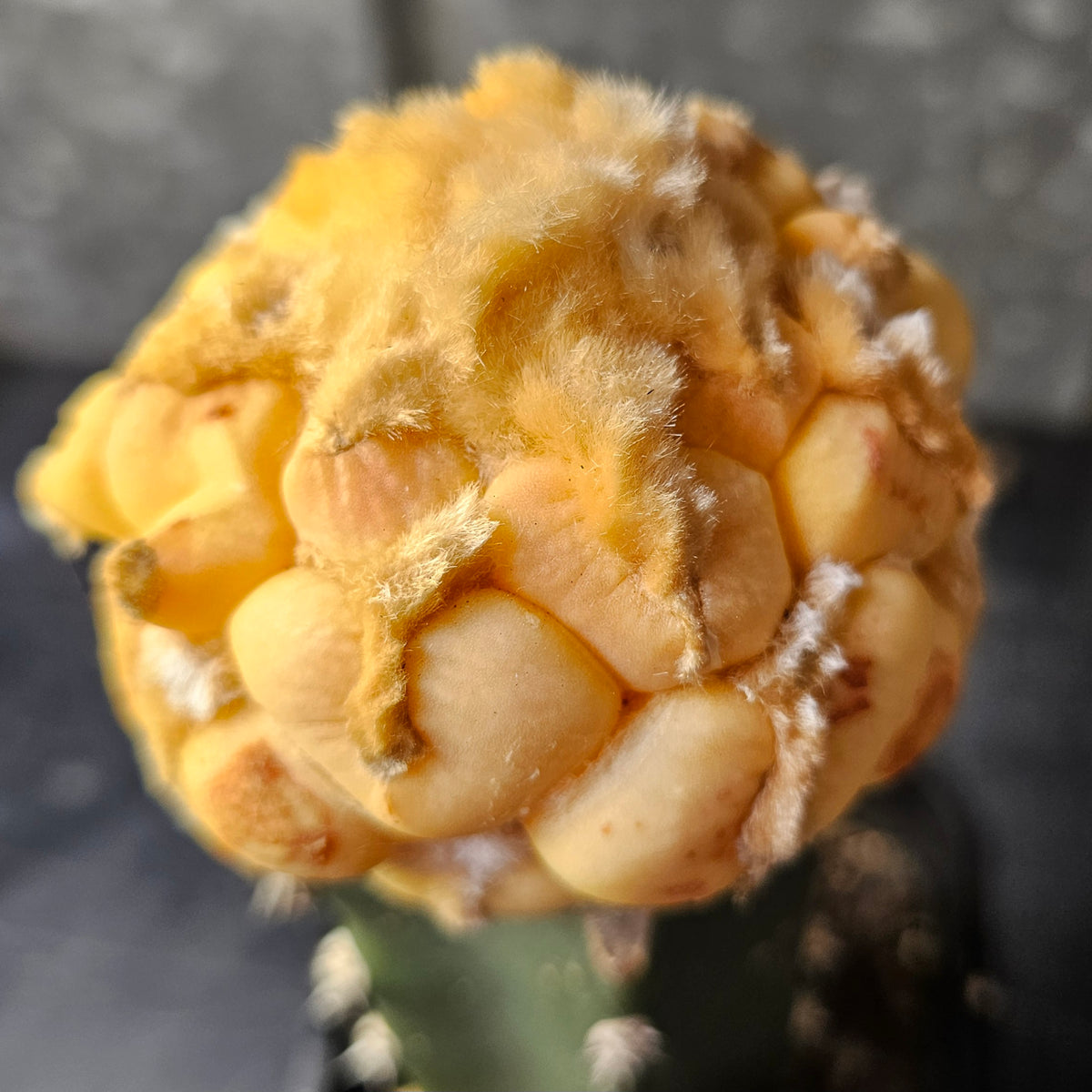 Ariocarpus cv. Maruibo (Loydii Latus Vari)