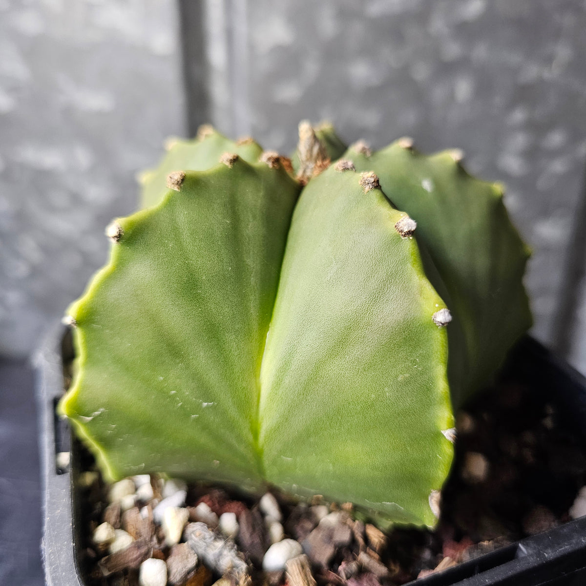 Astrophytum myriostigma nudum