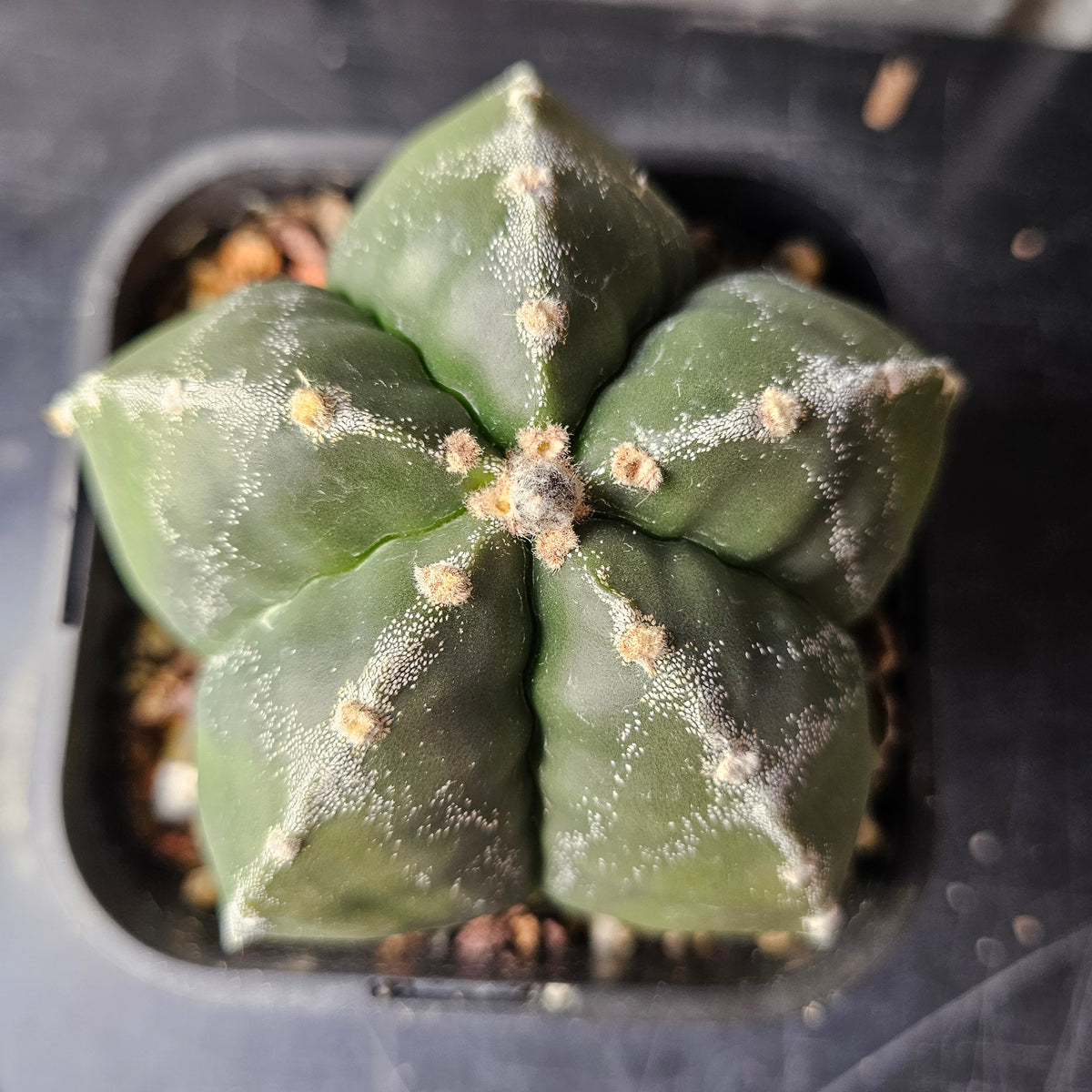 Astrophytum myriostigma (mature hybrid)