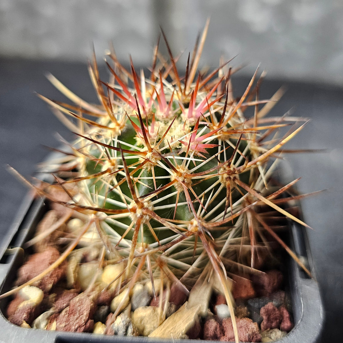 Cactus Bundle – 4 Plants (Brutal Spines)