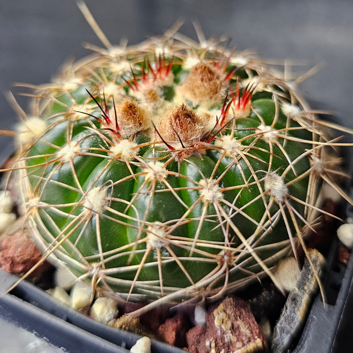 Cactus Bundle – 4 Plants (Mixed Company)