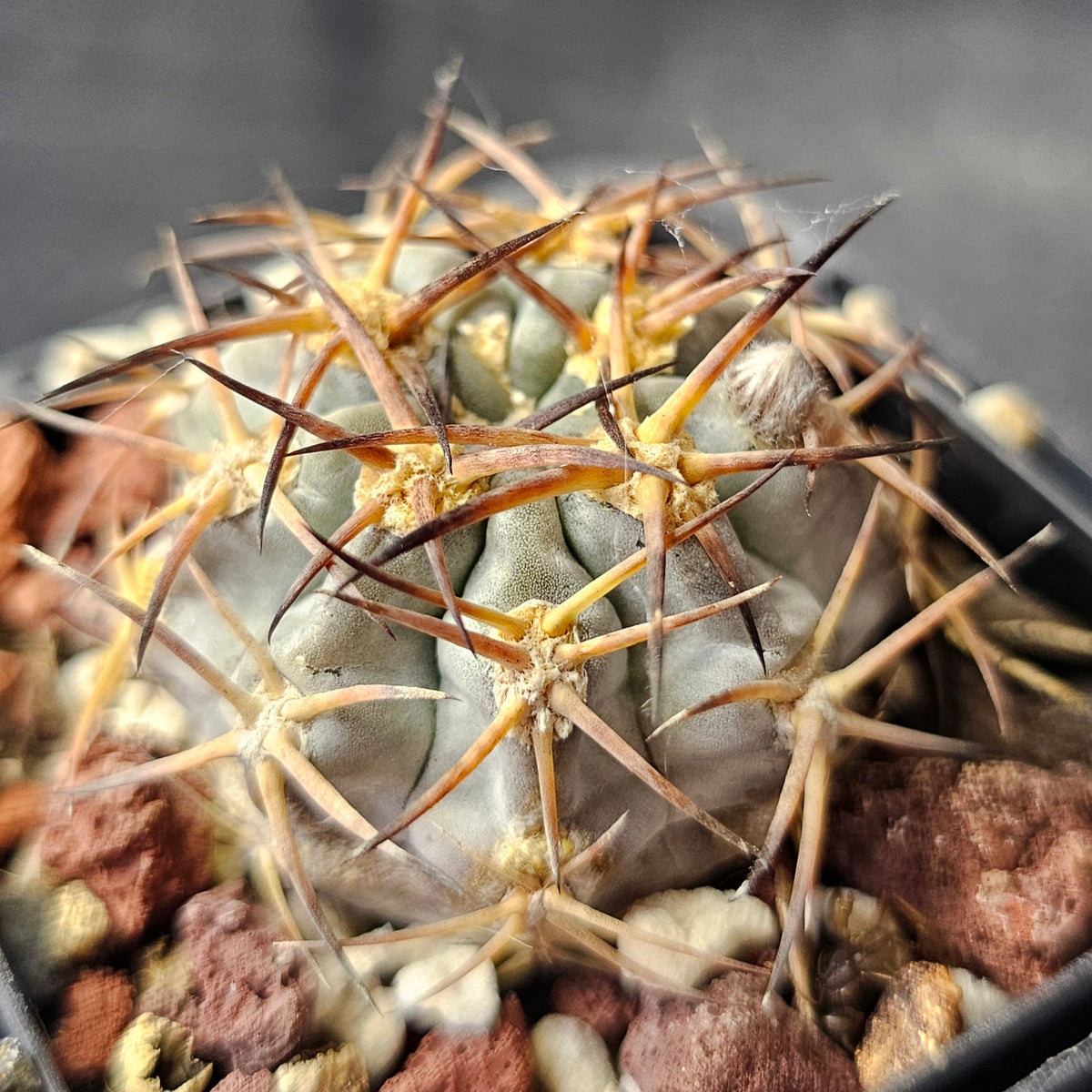 Cactus Bundle – 4 Plants (Time Well Spent)