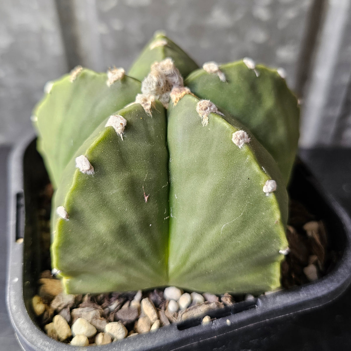 Astrophytum myriostigma nudum