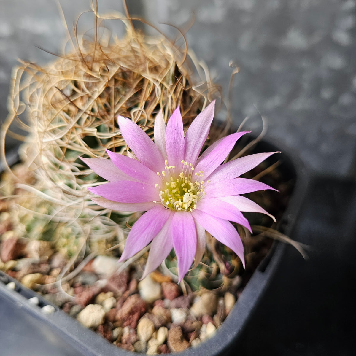 Lobivia hybrid (Wild Spines)