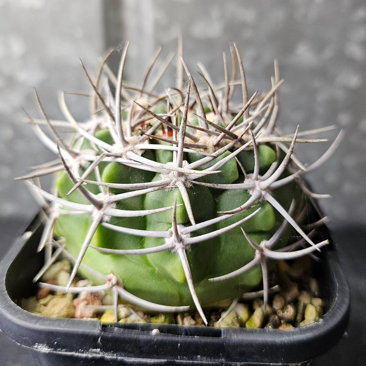 Gymnocalycium hybopleurum