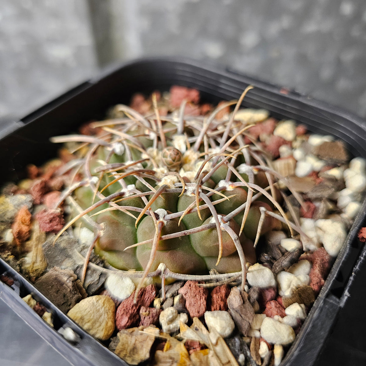 Gymnocalycium vatteri