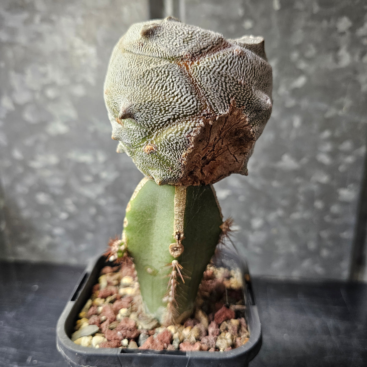 Astrophytum tricostatum F1 Hybrid (Japan - Sankaku)