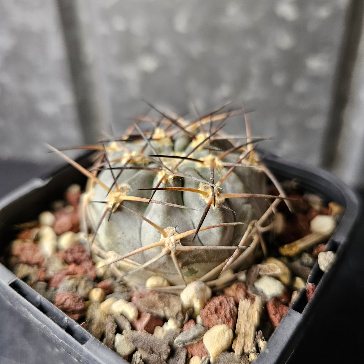 Acanthocalycium glaucum