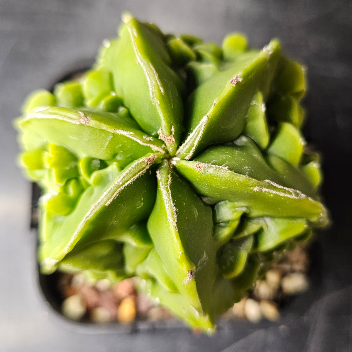 Astrophytum myriostigma cv. Fukuryu