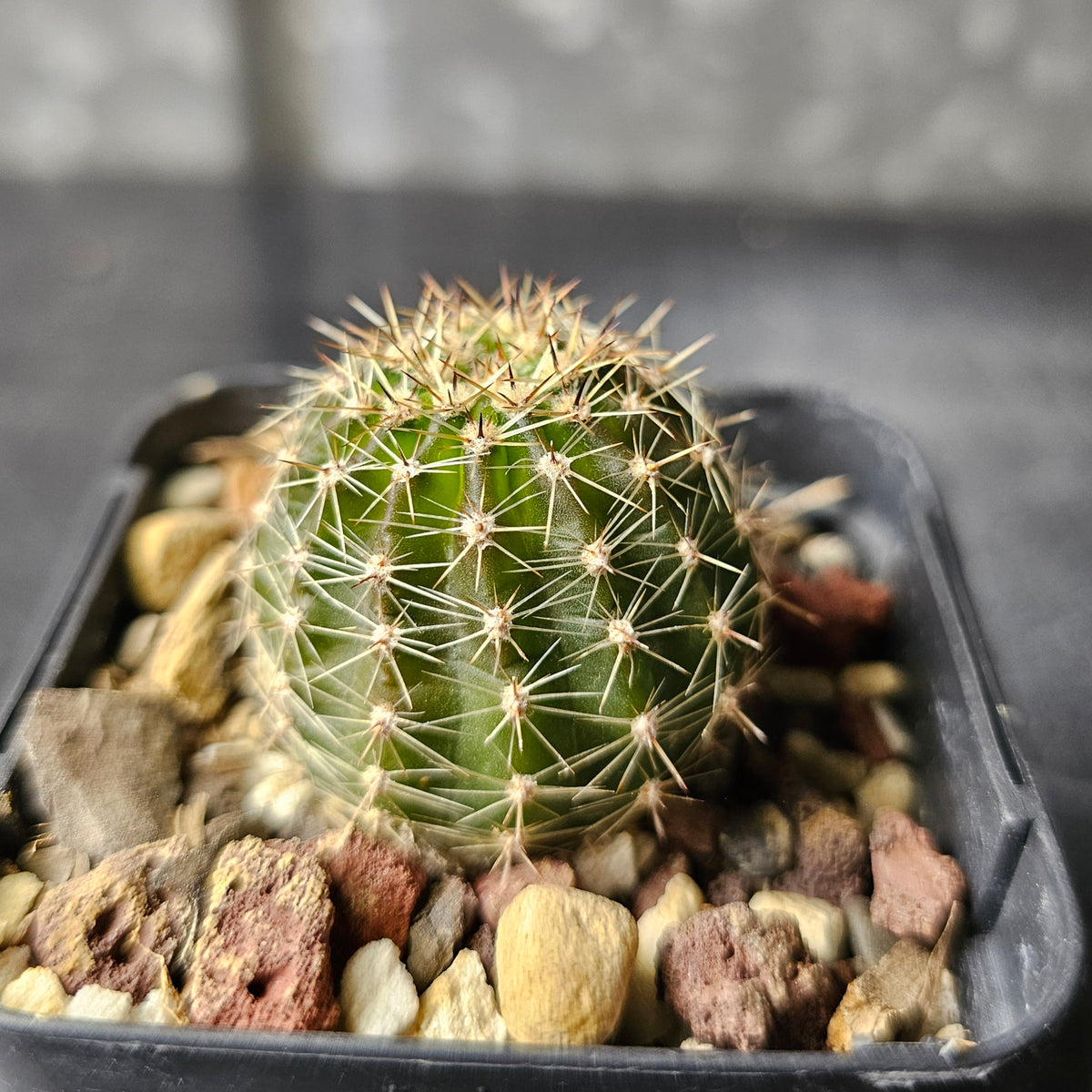 Echinopsis hybrid (19.94.3A)