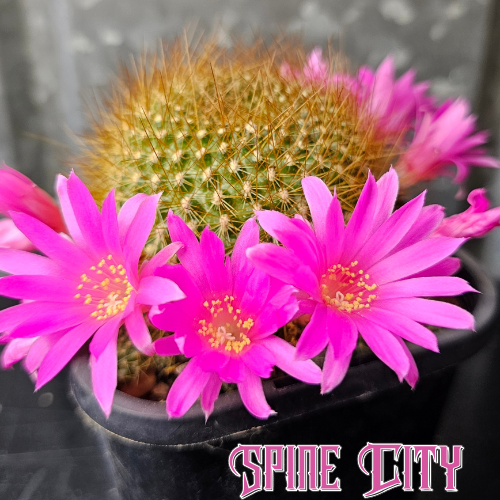 Rebutia cactus with golden spines and vivid neon pink flowers – rare flowering cactus from Spine City, Australia’s leading Lobivia and cactus nursery
