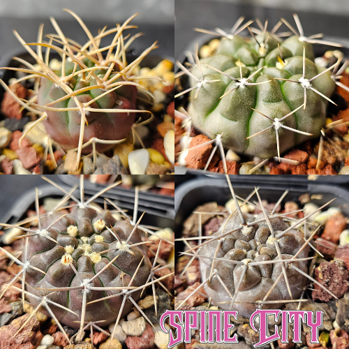 Cactus bundle of 4 Gymnocalycium grown from premium imported seed.