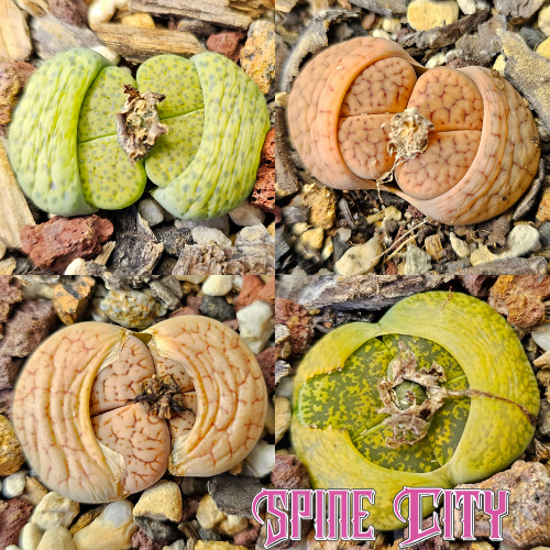 Group of four seed-grown Lithops plants, each distinct in form and colour, presented together as assorted living stones.