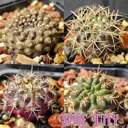 Cactus bundle of 4 Eriosyce species in a premium selection with solid variety in form.
