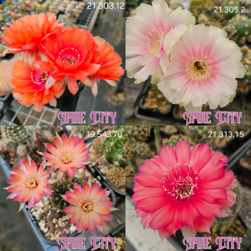 Quad image of Spine City Lobivia cultivars — Marshmallow, Ti Amo, Firefly and Embers — vibrant hybrid flowers from Australia’s leading Lobivia producer.