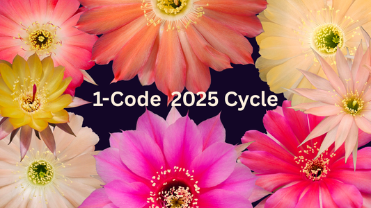 1-Code 2025 cycle wrap-up showing rare Lobivia hybrid cactus flowers from Spine City’s unique breeding program