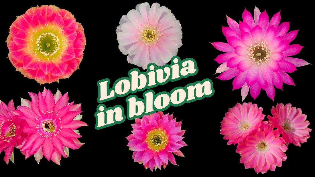 Lobivia cactus flowers in full bloom – pink and white hybrids from the Spine City collection, text overlay reads "Lobivia in bloom"