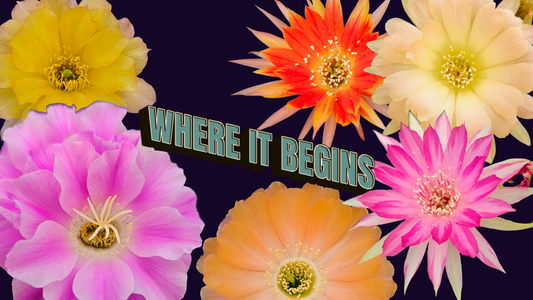 Lobivia hybrid flower collage featuring pink, yellow and orange cactus blooms with Where It Begins title at Spine City