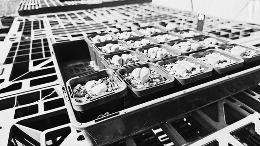 Black and white nursery tray of Lithops at Spine City, symbolic farewell to living stones collection as the genus is retired from production