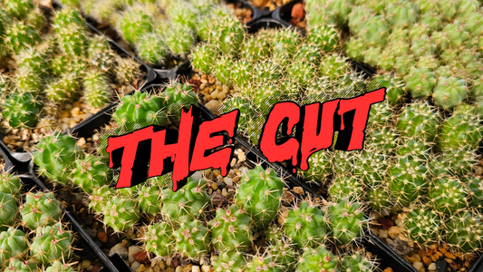 Lobivia cactus seedlings in trays with “The Cut” overlay, showing early-stage selection and culling process