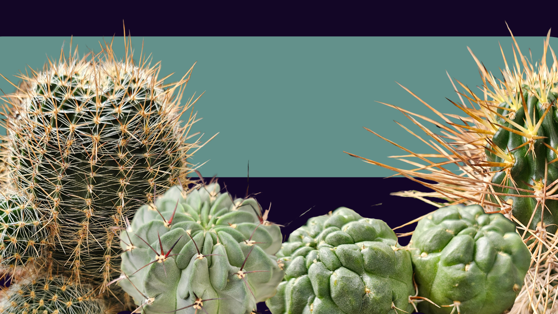 When the Flowers Fade - The Quiet Side of Lobivia