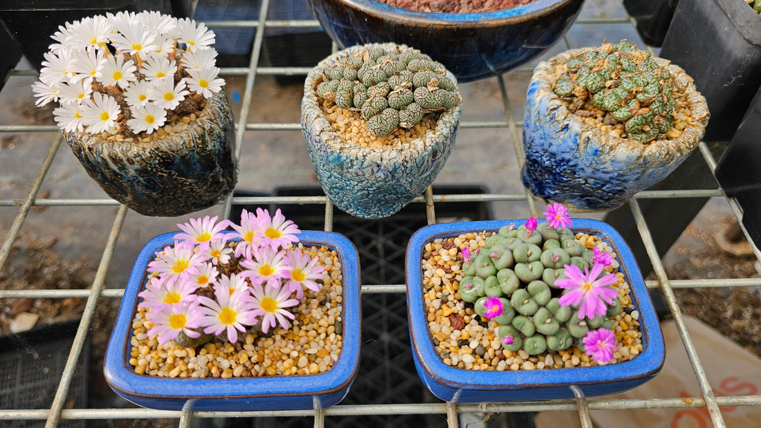 Conophytum in decorative pots with colourful flowers and gravel top dressing displayed in miniature ceramic containers