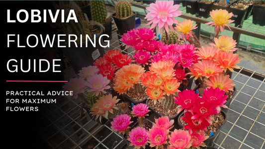 Lobivia hybrids flowering at Spine City nursery