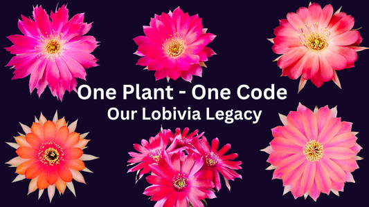 Cover image featuring six Spine City 1-Code Lobivia hybrids with the text “One Plant, One Code – Our Lobivia Legacy.”