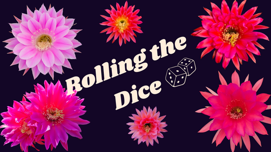 Blog cover image featuring a selection of vibrant Echinopsis cactus flowers with the text “Rolling the Dice.”