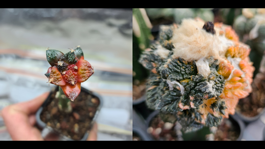 Before and after grafted variegated Ariocarpus cactus showing growth difference