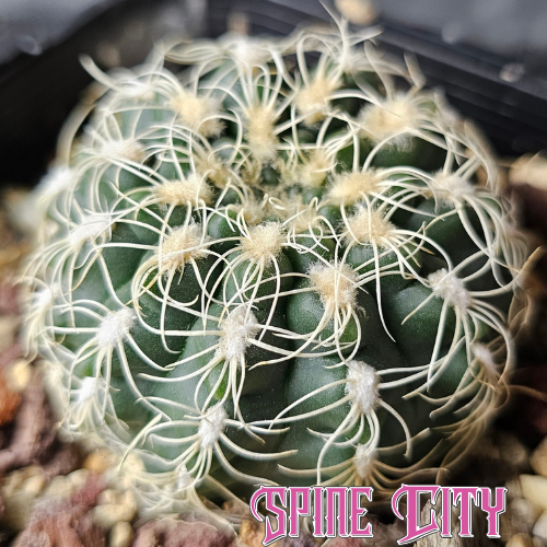 Gymnocalycium calochlora cactus with compact growth, deep green body, and bright white spines