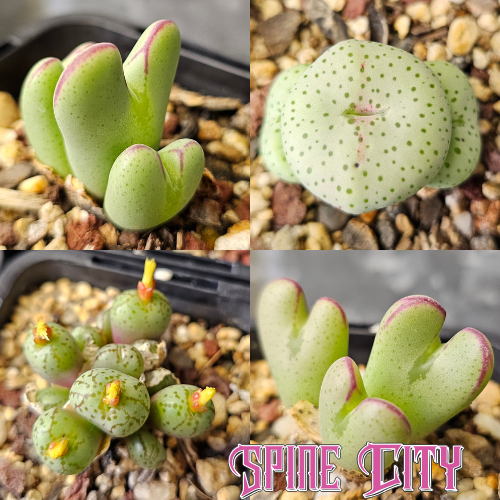 Conophytum bundle (4 plants)