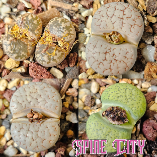 Lithops bundle (4 plants)