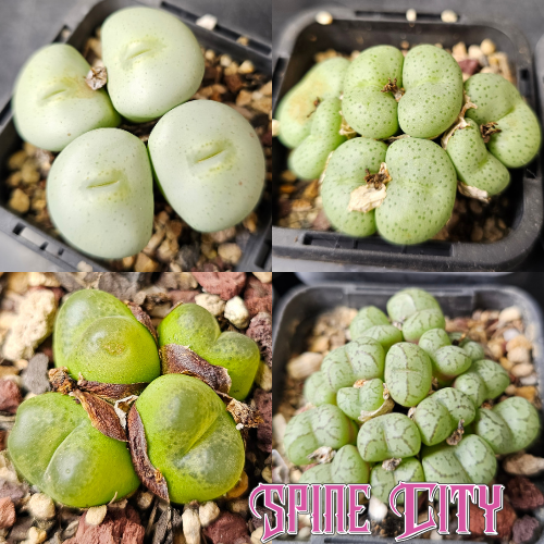 Conophytum bundle (4 plants) – unusual miniature succulents grown from seed, Spine City Australia