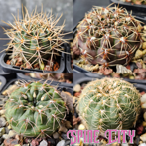 Cactus bundle of 4 rare Gymnocalycium species for collectors.