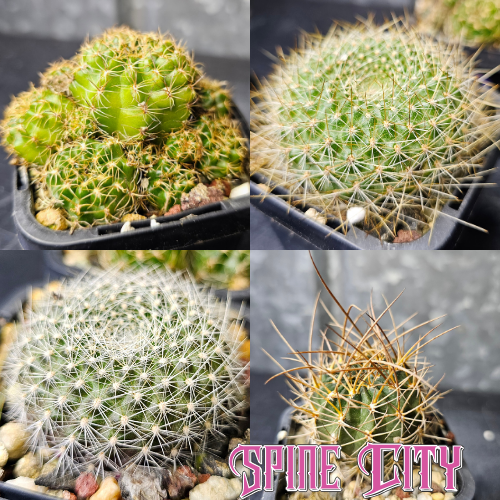Cactus bundle - 4 plants Bloom Bloom Pow Lobivia S9 Rebutia sp Rebutia minuscula berylloides Lobivia boliviensis flowering cactus pack Spine City Australia’s leading Lobivia producer