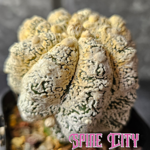 Astrophytum asterias Feather Flower with intense flocking and a unique body shape distinct from classic forms