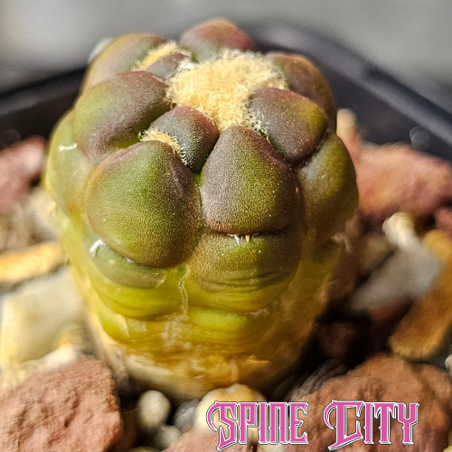 Cintia knizei cactus with rounded olive green body and woolly areoles