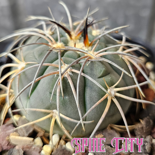 Gymnocalycium spegazzini DJF248 cactus with frosty blue green body and curved spines