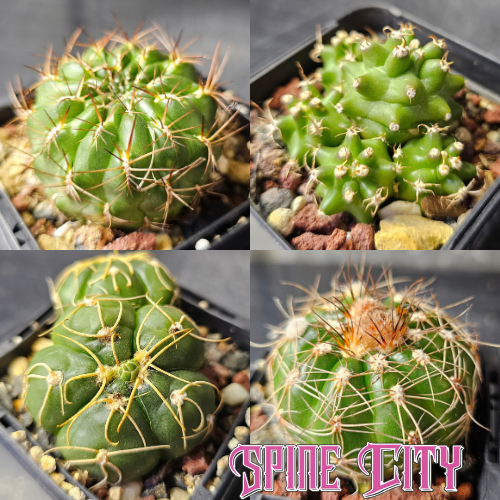 Team Verde cactus bundle featuring four green-bodied cacti with contrasting forms, textures and vibrant shades of green.