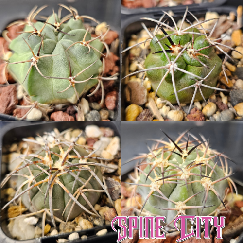 Cactus bundle (4 named plants)