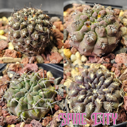 Rugged Eriosyce cactus bundle featuring four slow-grown plants with varied forms, spines and developed character.