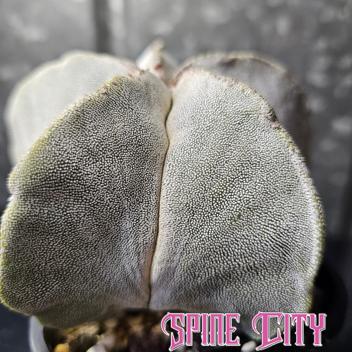 Astrophytum myriostigma hybrid cactus with dense white flocking and classic star-shaped body