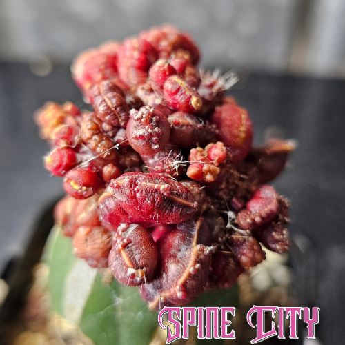 Echinopsis cv. Chocolate with bright red colouring, outrageous bumps, twists and highly variable mutant growth.