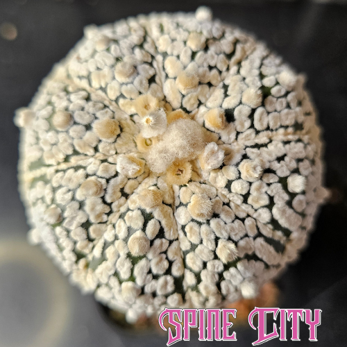 Astrophytum asterias cactus with tight form and bright white flocking across the surface