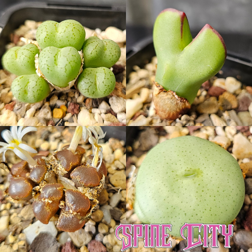 Conophytum bundle (4 plants)