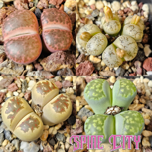 Lithops bundle 4 plants mixed forms character selection
