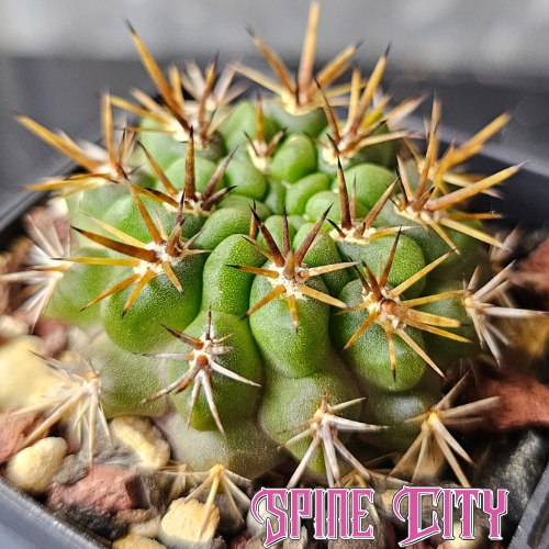 Horridocactus tuberisulcatus cactus with stout body and strong spines