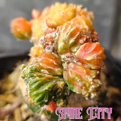Astrophytum cv. Kikko Yoroi Fukuryu with bright orange colouring and wild, unusual mutant growth.